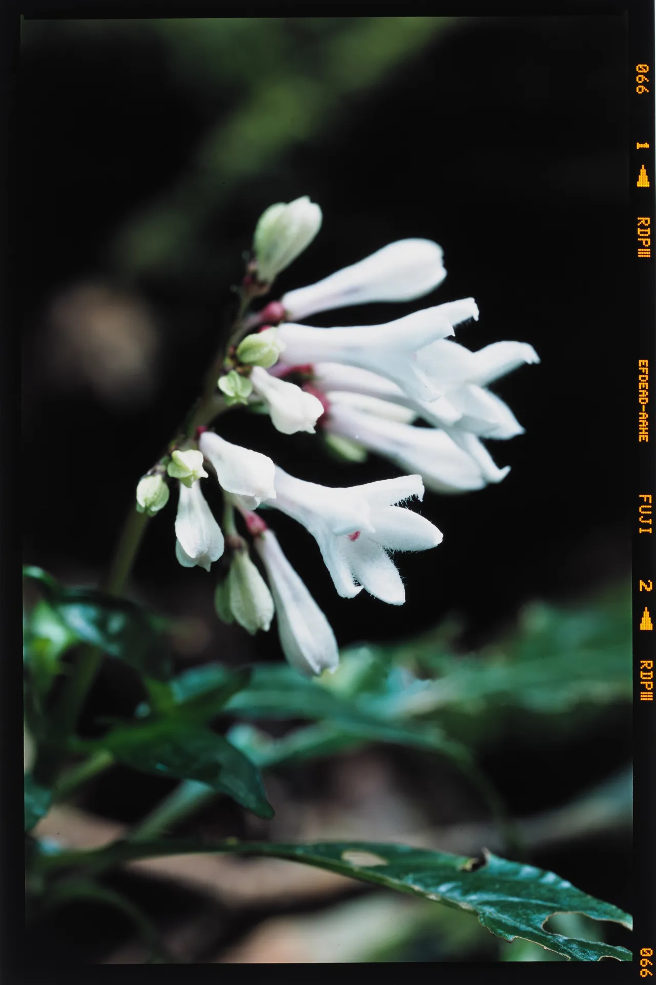 Ophiorrhiza japonica - 薩摩稲森